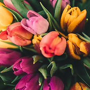 Spring Roses