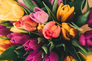 Spring Roses