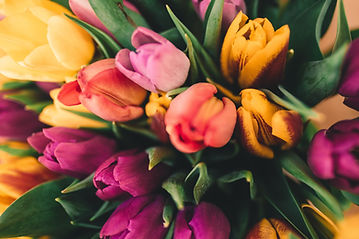 Spring Roses