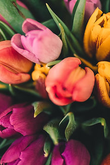 Spring Roses
