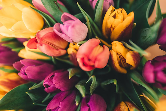 Spring Roses