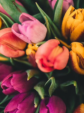 Spring Roses