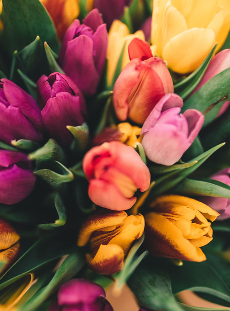 Spring Roses