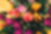 Spring Roses