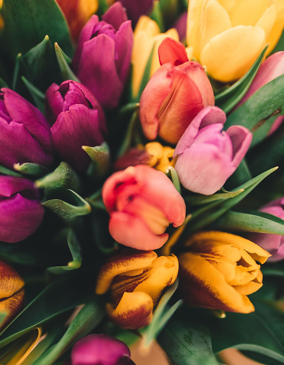 Spring Roses