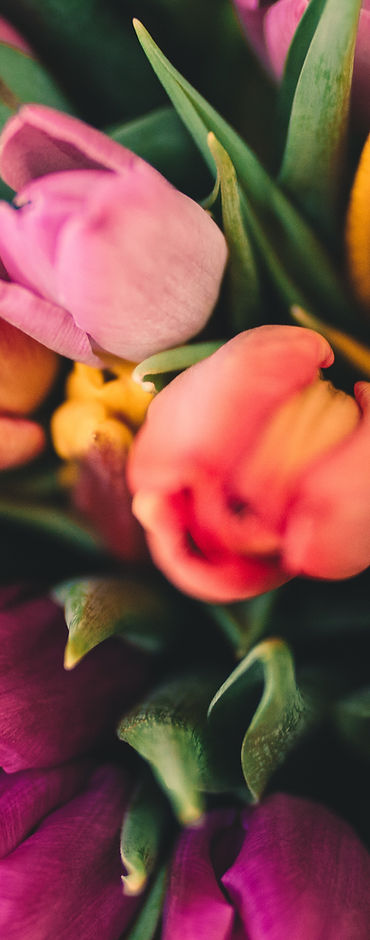 Spring Roses