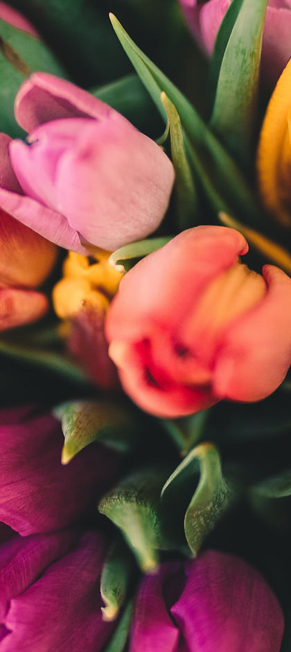 Spring Roses
