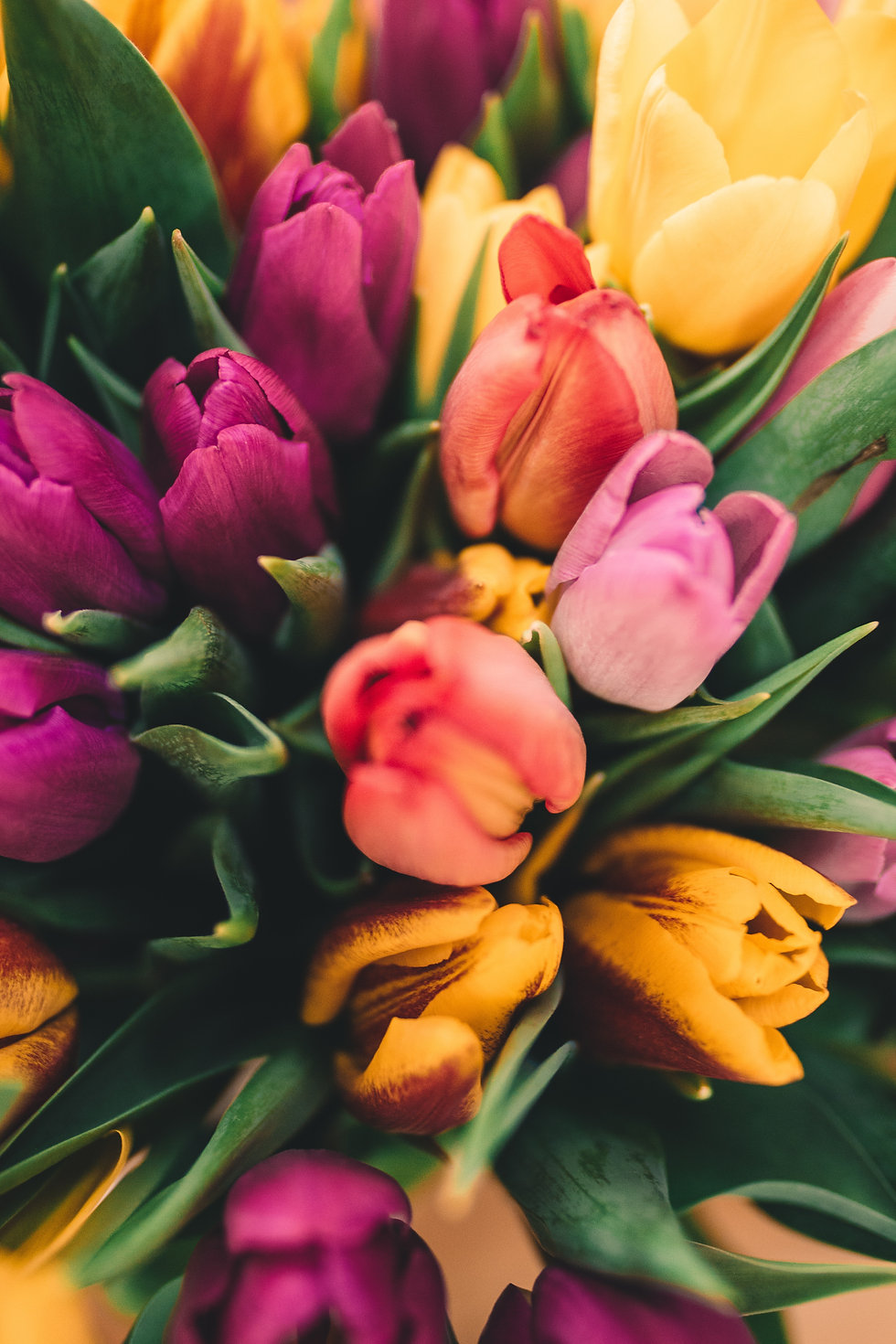 Spring Roses