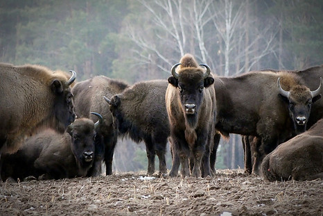 bison-4862865_1280.jpg
