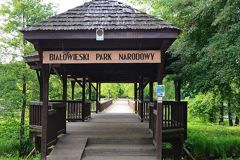 biaowieza-855841_1280.jpg