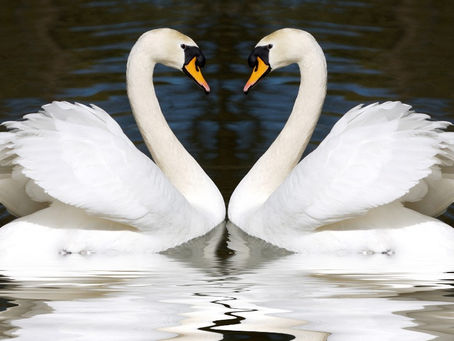 Ακριβώς όπως κάνουν οι Κύκνοι...