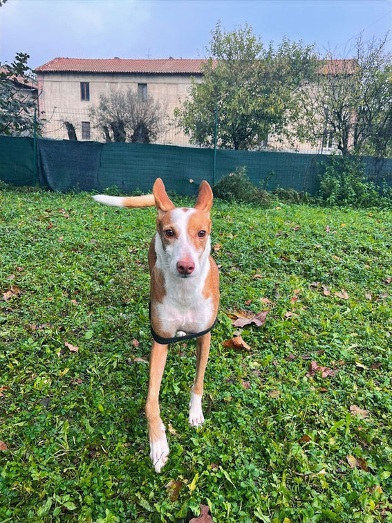 Cani felici all'asilo per cani a Milano Il Giardino di Iris