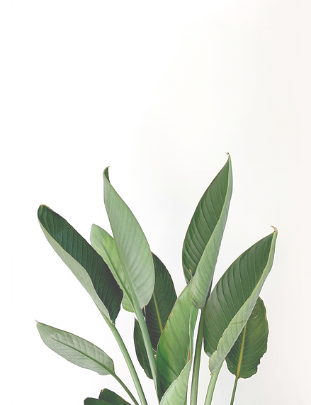 Green Leaves_edited.png