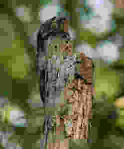nyctibius_griseus_471885191_27f931630d_o_crop
