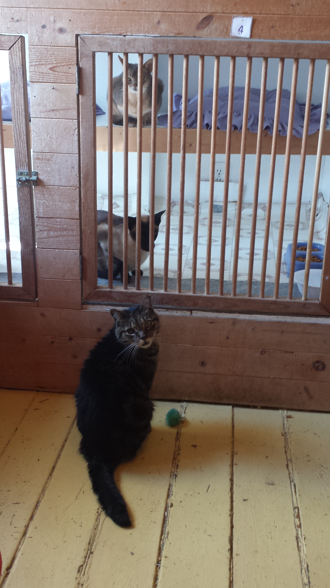 Buster checking out his fellow Kitty Kottage camp buddies Linus & Fraser 08.