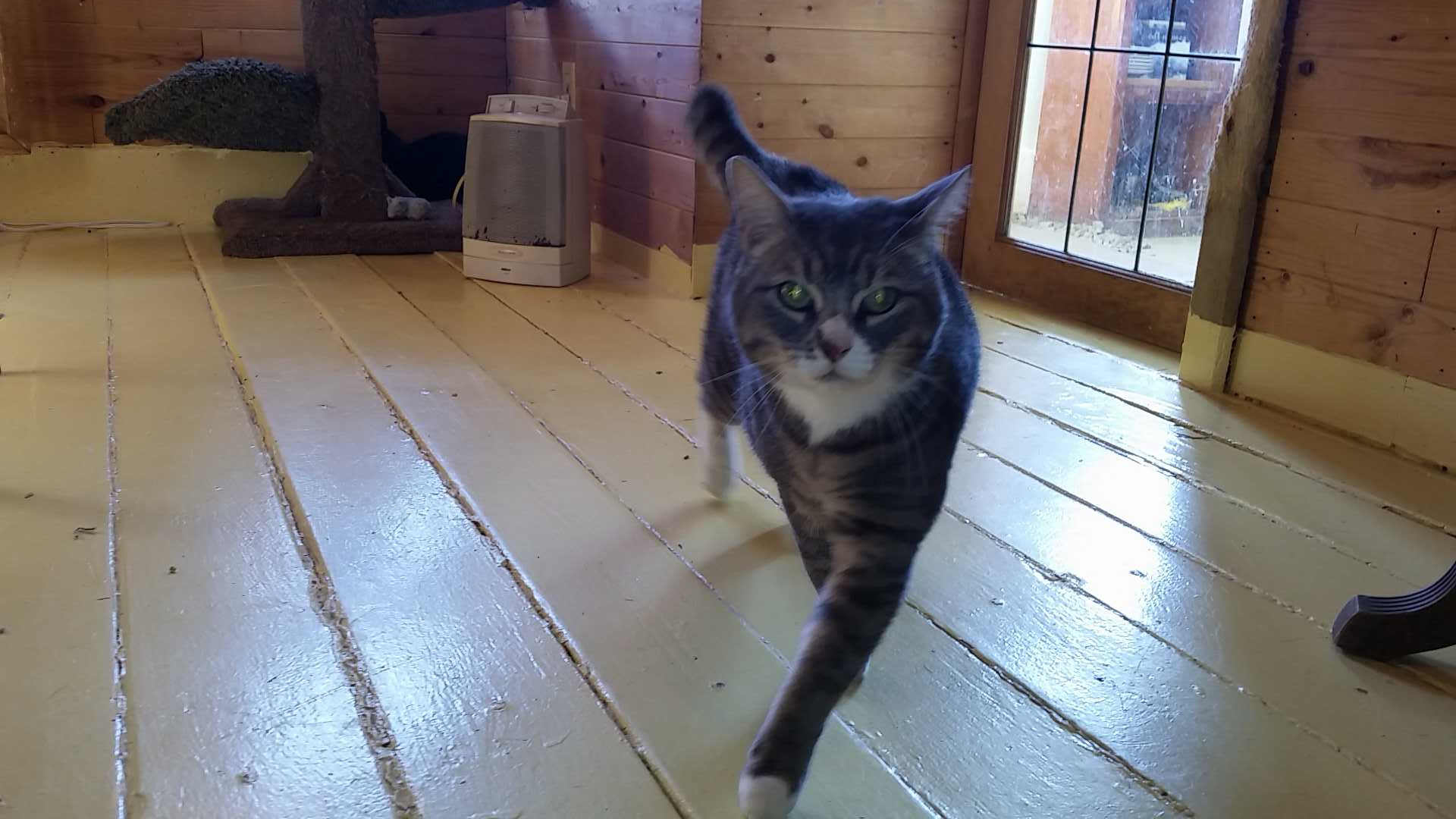 Nacho doing the cat walk 03.2015