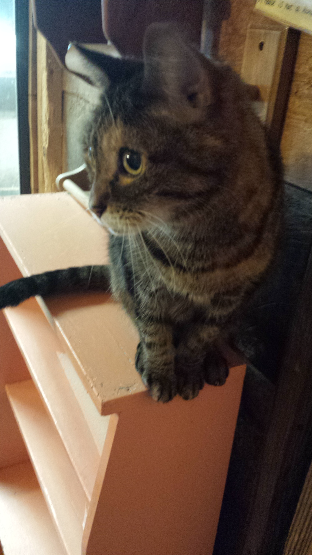 Simba.08.2014