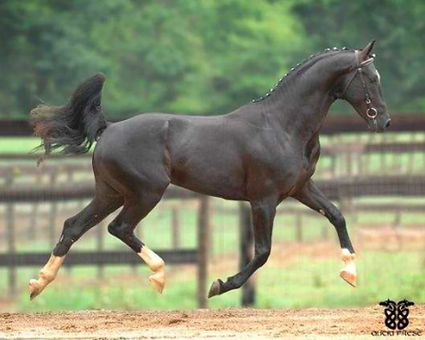 Don De Marco