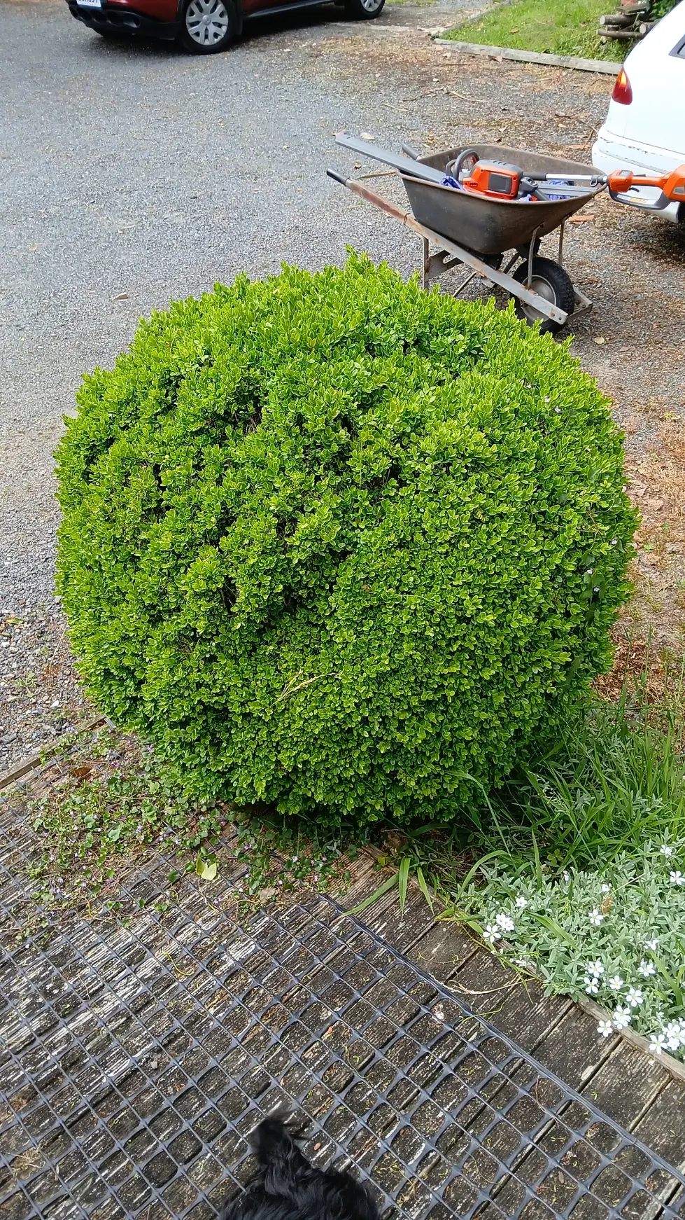 Eradicating buxus blight