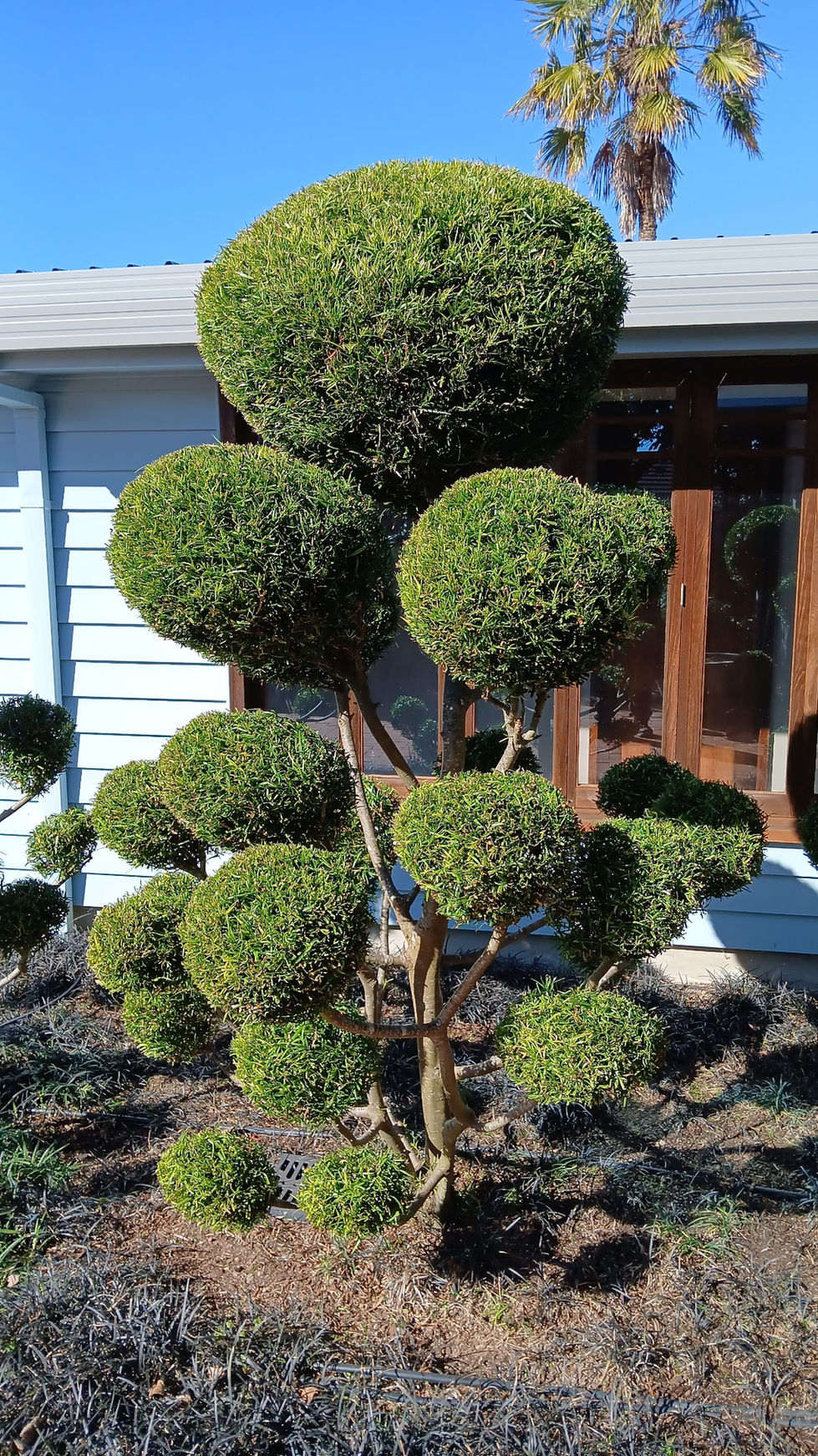 Clipped Podocarpus gracilior cloud tree