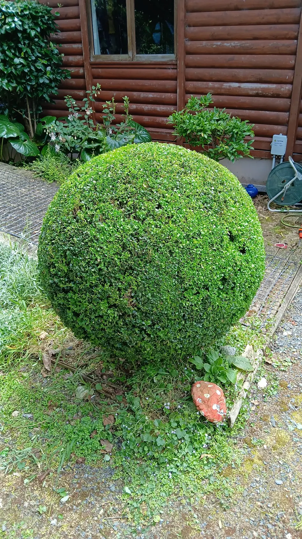 Buxus recovered from buxus blight