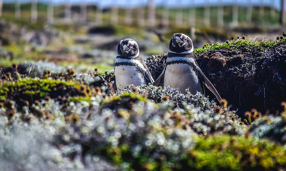 Magellanic Penguins