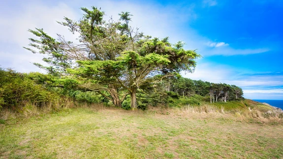 Arbre sculpté par le vent sur une côte sauvage sous un ciel bleu.