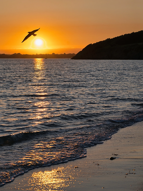 ÂMES-DE-LA-NATURE_L-Envol-D-Or-Sur-L-Oce