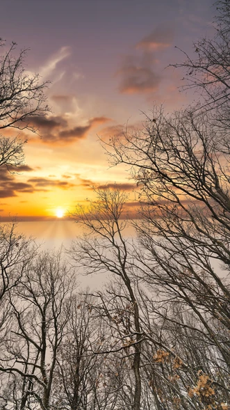Soleil levant à travers le brouillard et des branches d'arbres en hiver.