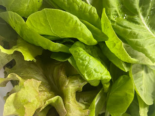 花壇で育てた夏野菜収穫