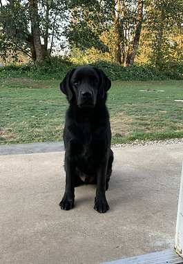 Theodore Summer 2020