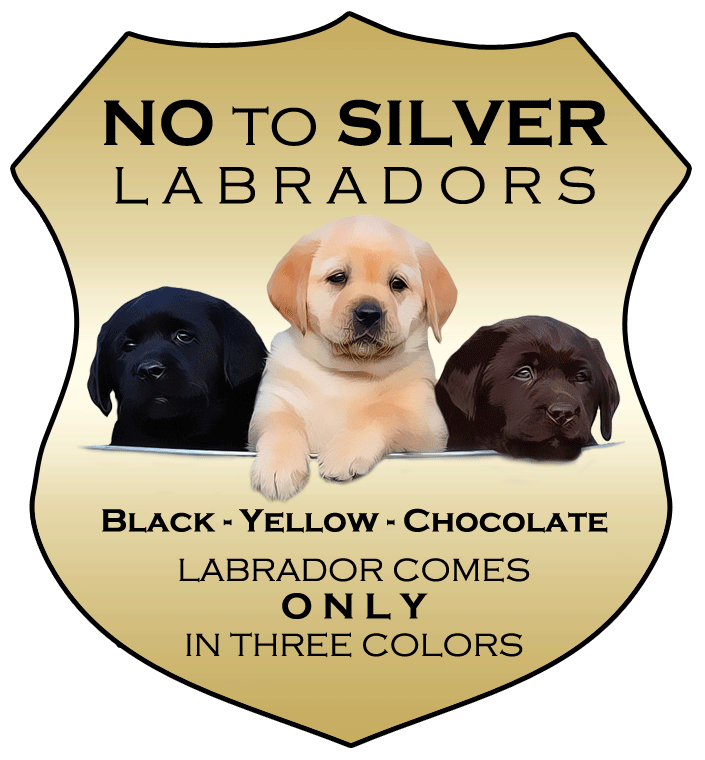 No to Silver Labs.gif