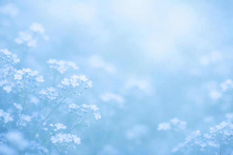 Delicate baby blue flowers in bloom.png