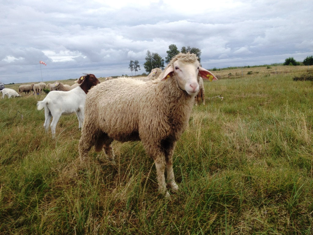 Vokietijos mėsinis merinosas (avis)