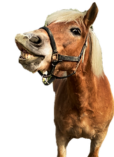 IMG_1784 Flipped_edited_edited_edited.pn