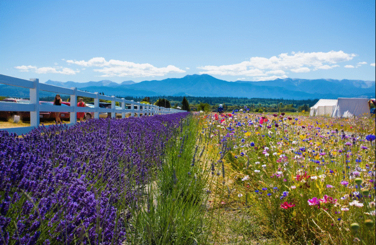 Sequim.gif