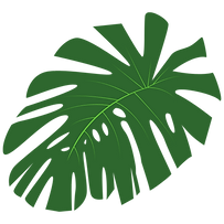 monstera transparent.png