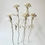 Thumbnail: January: Carnation | h. 30 cm | By Zuleika Melluish
