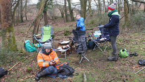 Hawfinch ringing in the northern New Forest