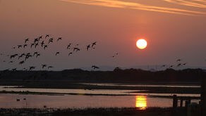 Wild New Forest June newsletter