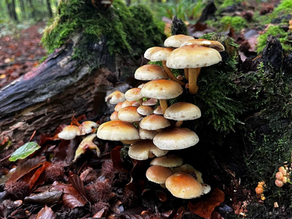 To what extent do mycorrhizal fungi account for the overall contribution of fungi to the forest ecosystem?