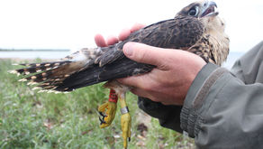 Colour-ringed Peregrine and Ruff reveal fascinating life histories