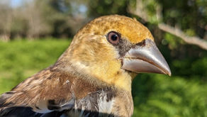 Wild New Forest July newsletter