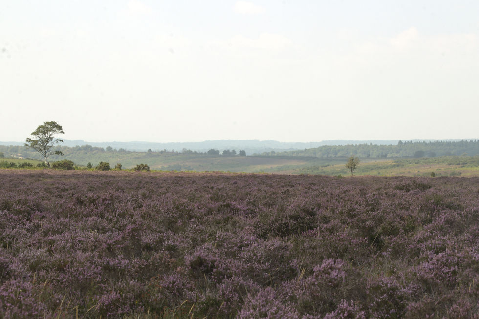 Wildlife of the Open Forest: Hampton Ridge