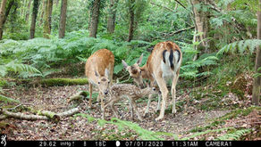 Green Hill Farm ecological survey: summer 2023 review