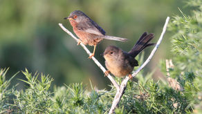 Wild New Forest February newsletter