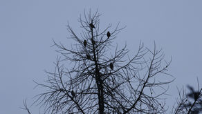 January Hawfinch roost counts