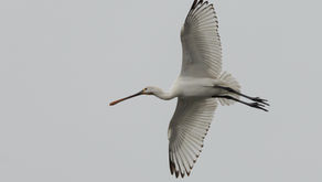 Wild New Forest April newsletter