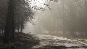 Wild New Forest "2020 in 2020"