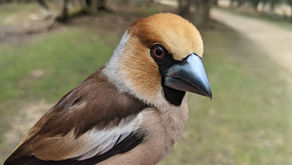 Wild New Forest January newsletter